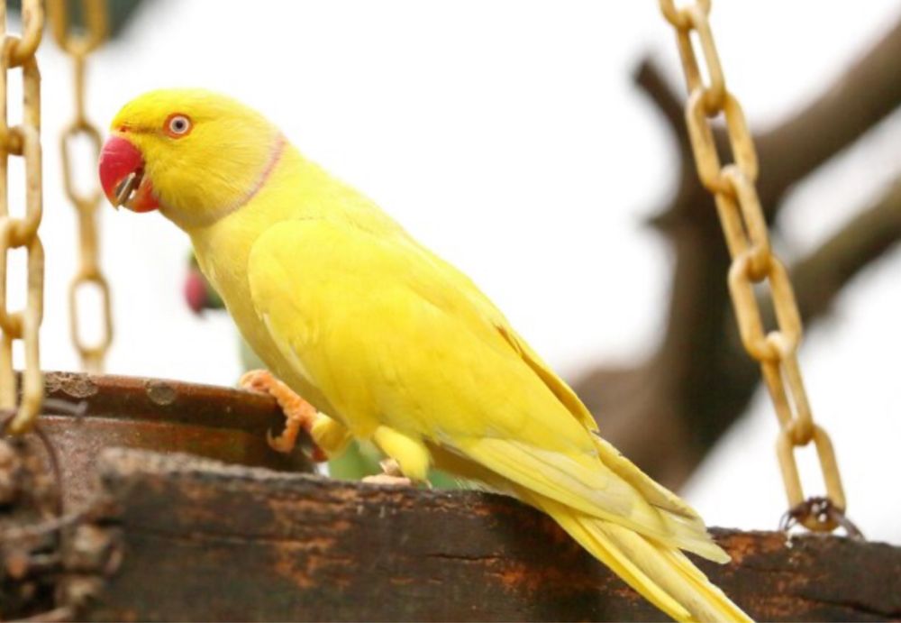 RingNeck Amarelo M/F