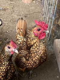 Ovos fecundados e pintos de várias galinhas de raça.