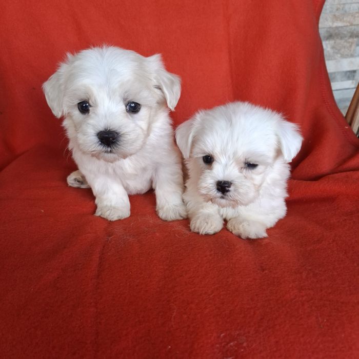 Maltańczyk sunia rodowód +wyprawka