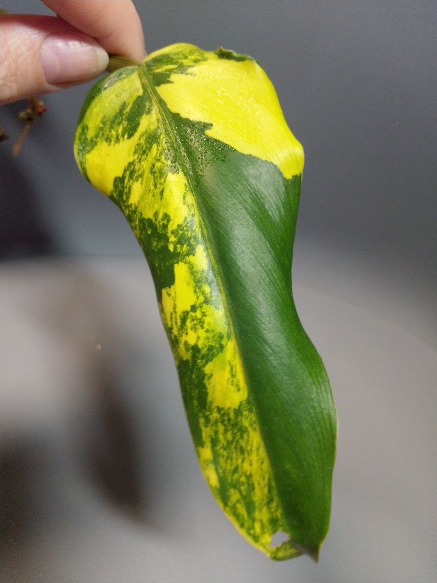 Philodendron Domesicum Variegata