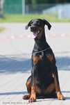 8-miesięczna suczka Dobermann (ZkwP - FCI)