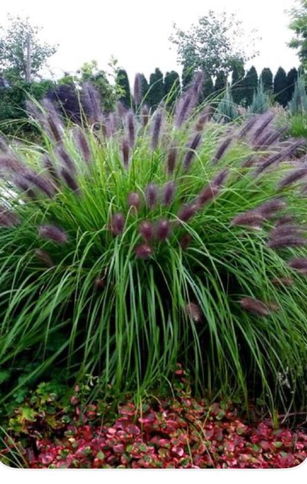 Rozplenica black beauty 25 szt