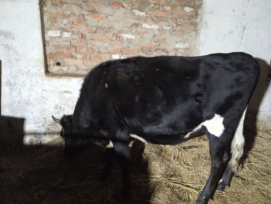 Продам Нетель голштина 5 мес берем