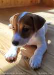 Szczeniak pies  gładkowłosy Jack Russell Terrier ZKwP i FCI