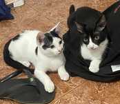 Gatos para doação