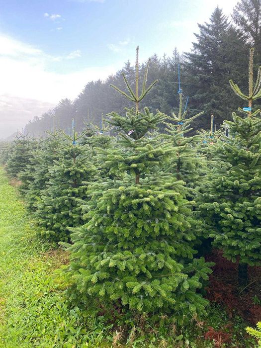 Jodła Kaukaska | 200-250 cm | 1 kl. jakości | Hurt