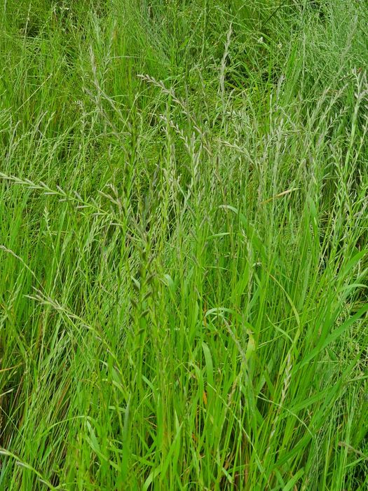 Fardos de mistura azevem e aveia 2024