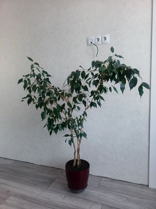 Вазон дерево фікус Бенджаміна