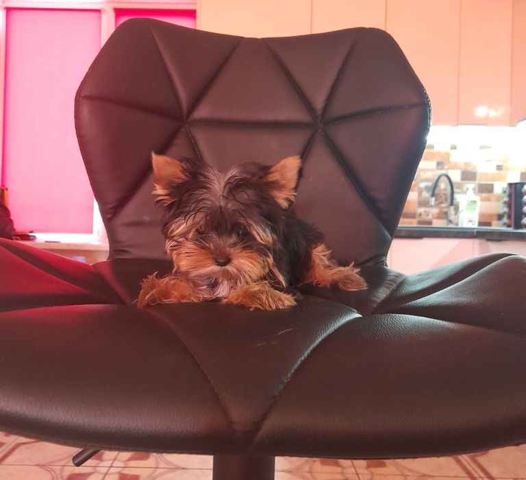 Мини привита Одесса