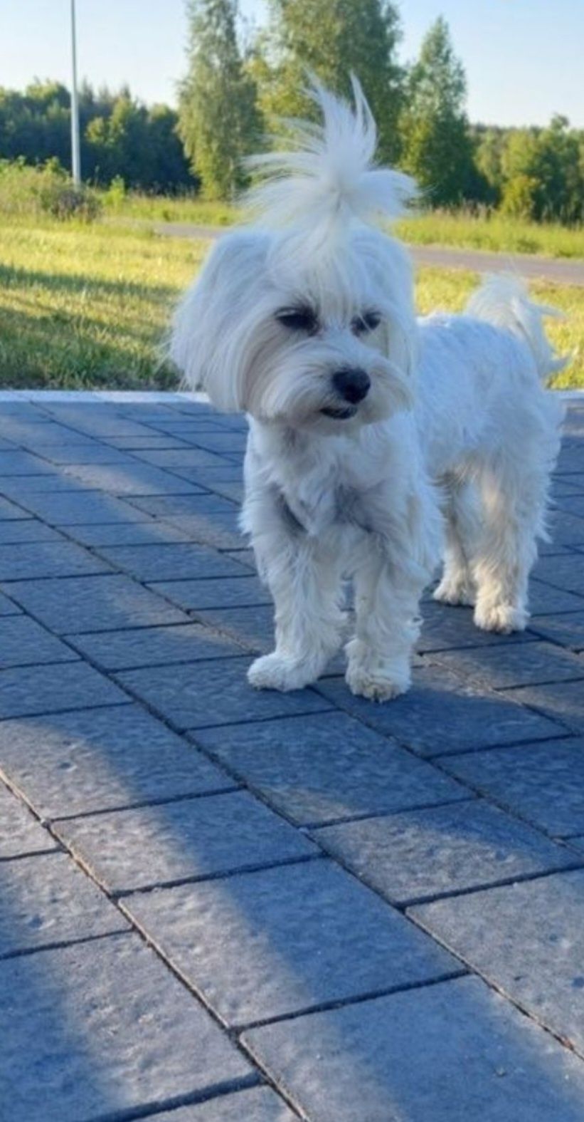 Piesek maltipoo maltańczyk+pudel red toy