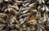 Бджолопакети, бджоли, пчелопакеты, бджолині матки, пчелы, мед