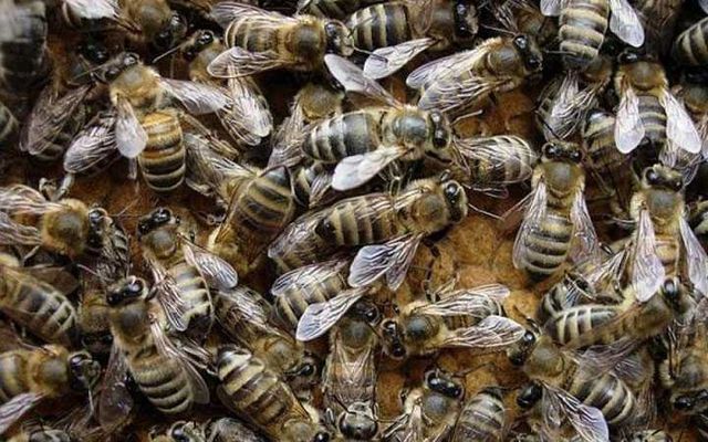 Бджолопакети, бджоли, пчелопакеты, пчелы, мед