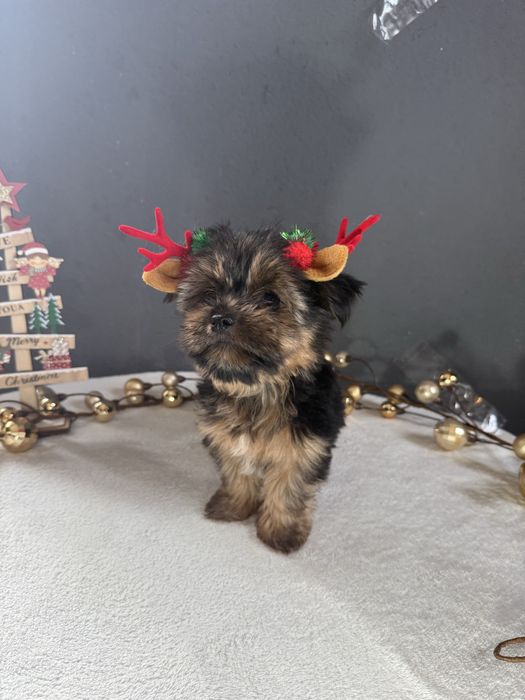 Yorkshire Terrier Macho Fofinho