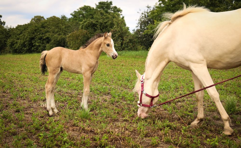 Klacz kuc walijski wyjątkowy kuc Cremello