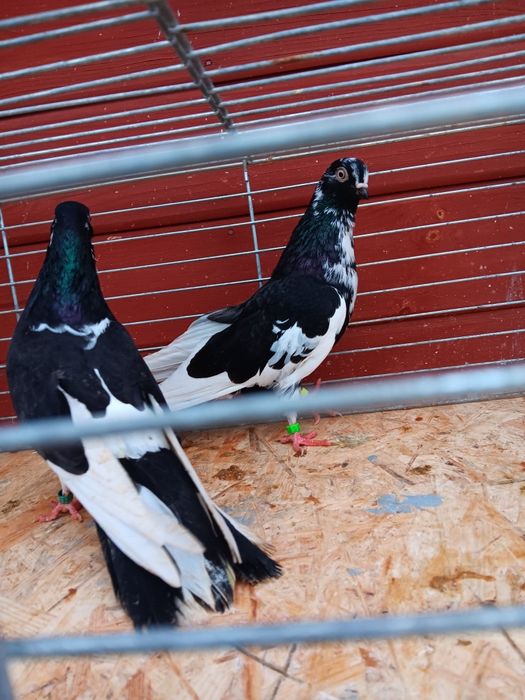 Gołębie zamojskie murzyny roztoczanskie