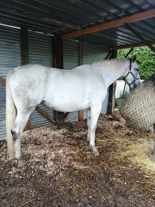 Dzierżawa 2 klaczy Bielsko Biała