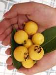 Araça amarelo (planta)