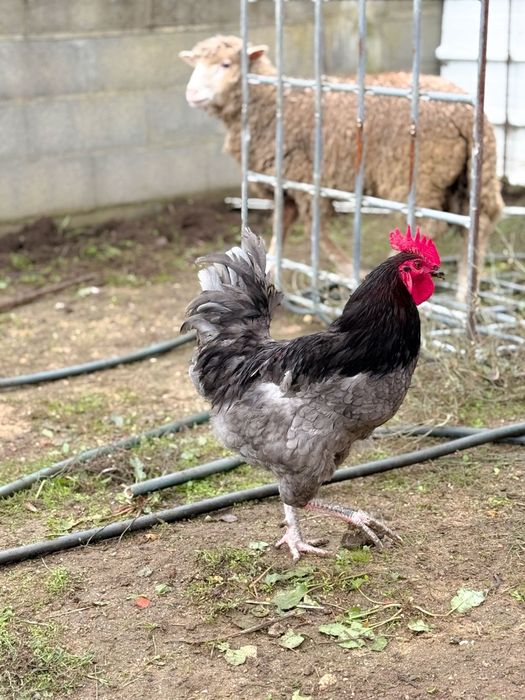 Galos jersey gigante