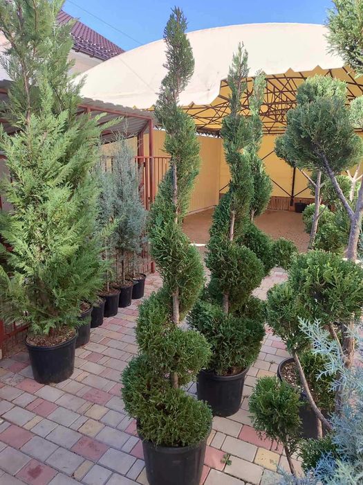 Купресоципарис Кипарисовик спираль