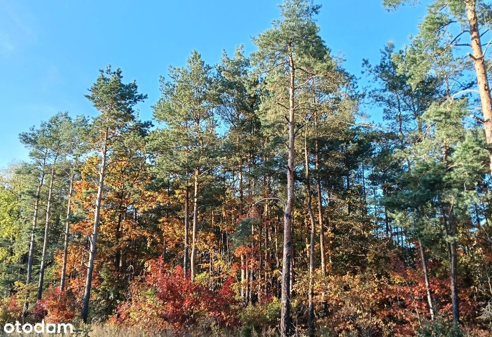 Oferta dla dewelopera lub osoby prywatnej