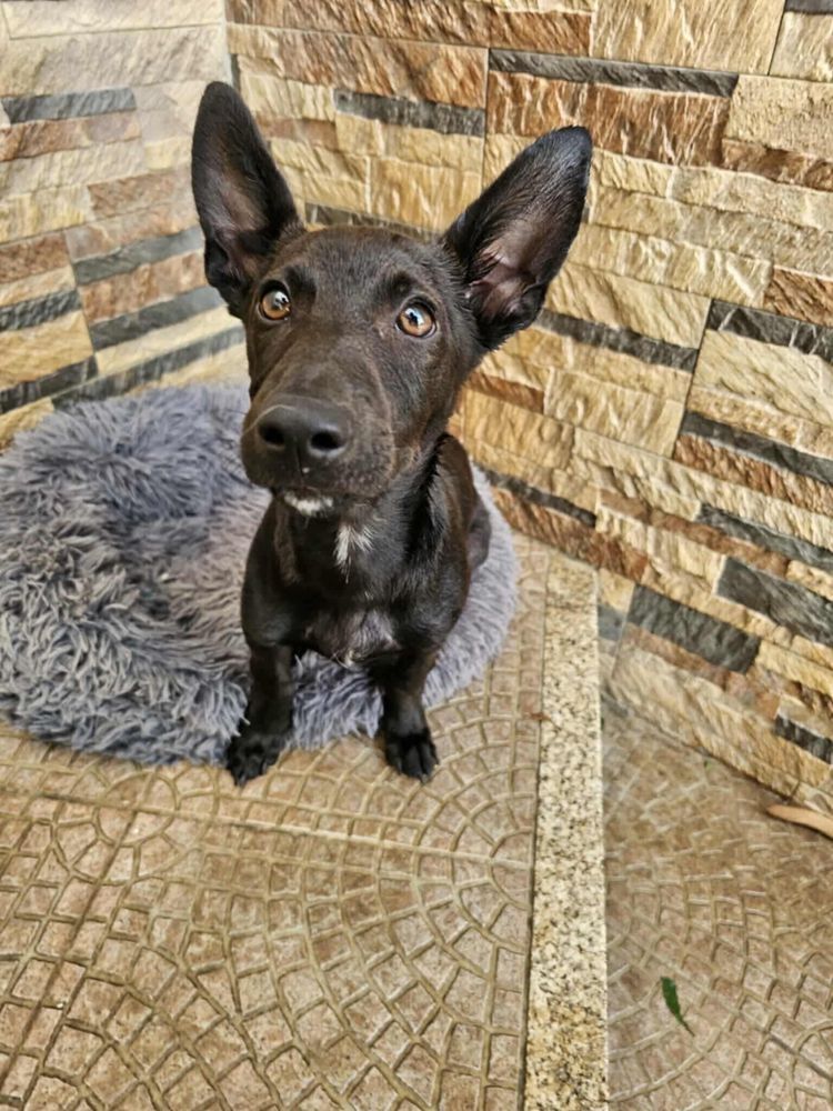 Ozzy - 5 meses, porte pequeno (5kg)