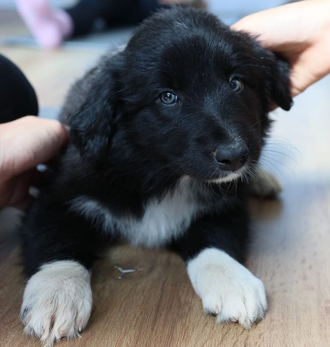 Border collie cudowny piesek przebadani rodzice do odbioru
