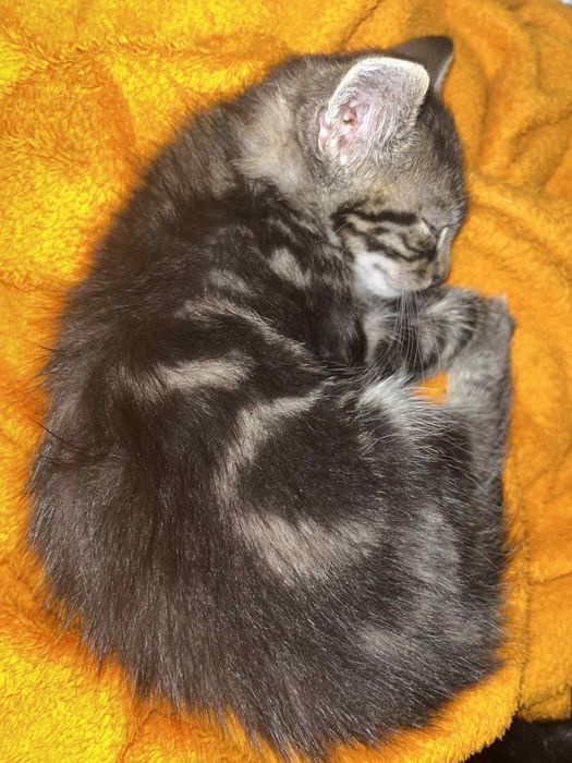 4 kociaki szukają Kochających domów