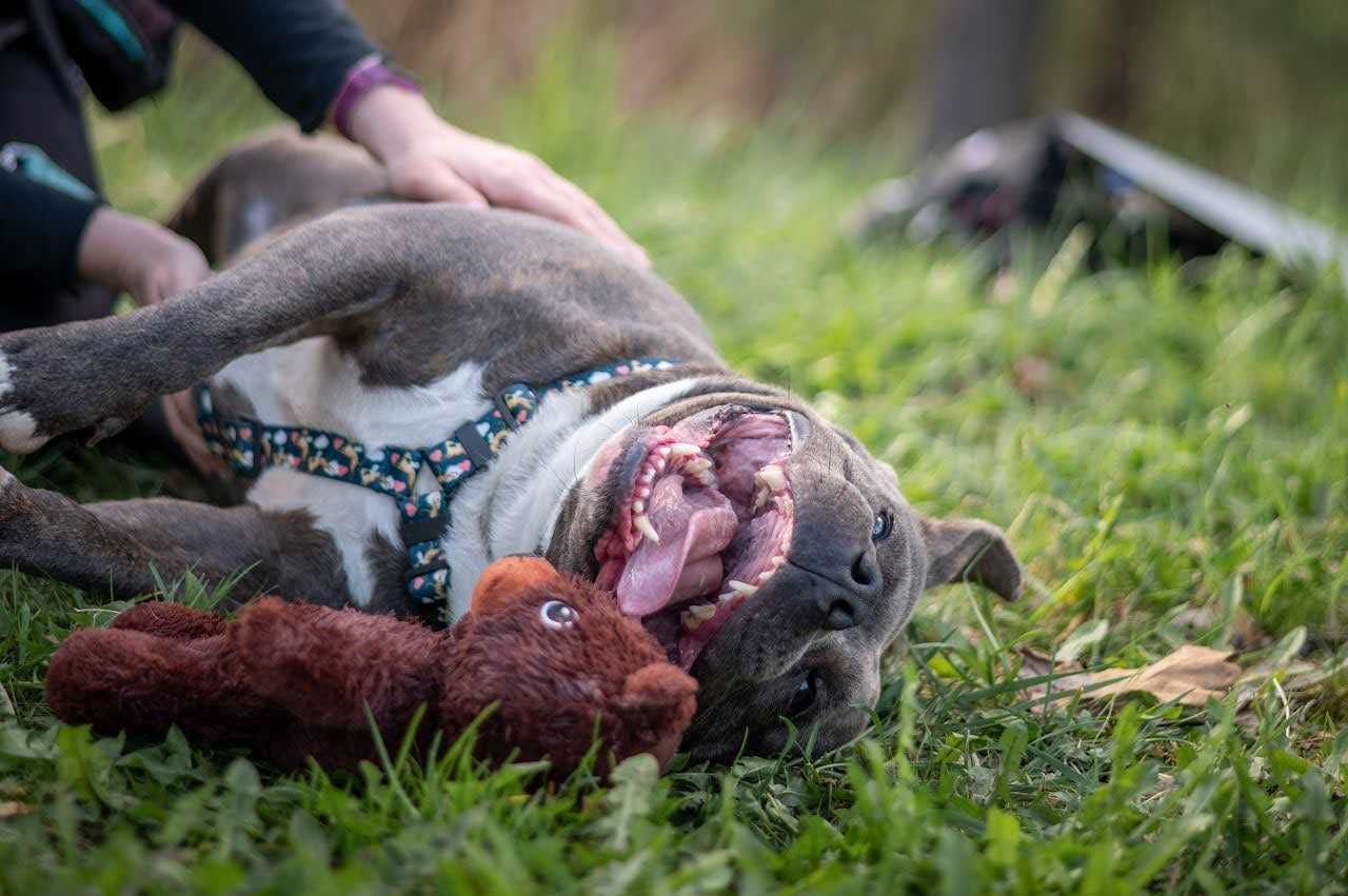 Daj dom cudownemu Śliniakowi w typie American bully