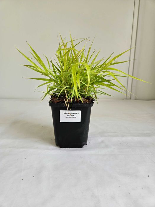 Hakonechloa macra Greenhills 30 cm – ozdobna trawa cieniolubna C2