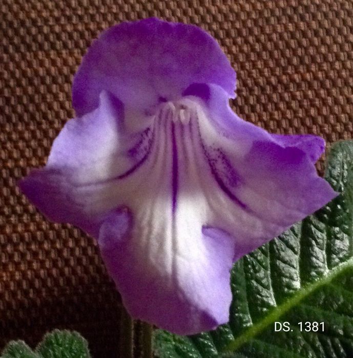 Стрептокарпусы детки.