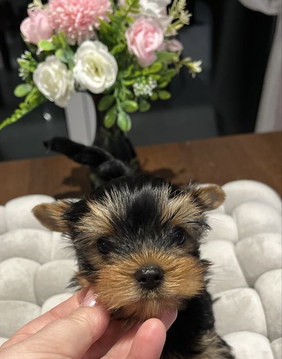 Yorkshire terrier zkwp FCI piesek
