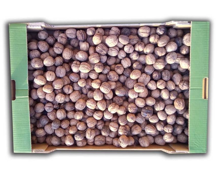 5kg orzechów włoskich tegorocznych zbiór 2025 świeże WYSYŁKA