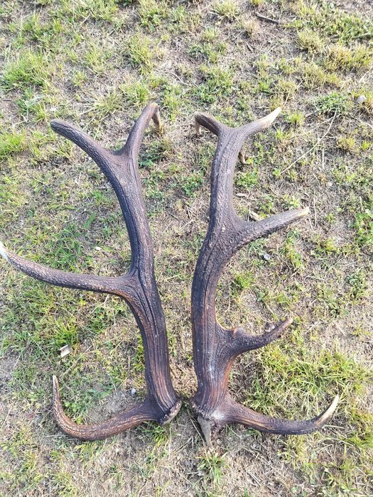 Poroże jelenia sprzedam