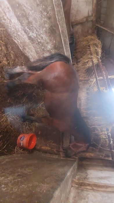 Sprzedam zrebaki zimnokrwiste kobyłki