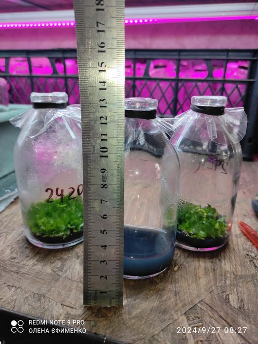 Готове до використання.Середовище Мурасіге-Скуга з додаванням гормонів