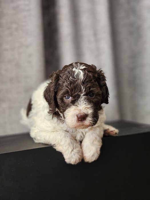 Lagotto romagnolo- piękna suczka