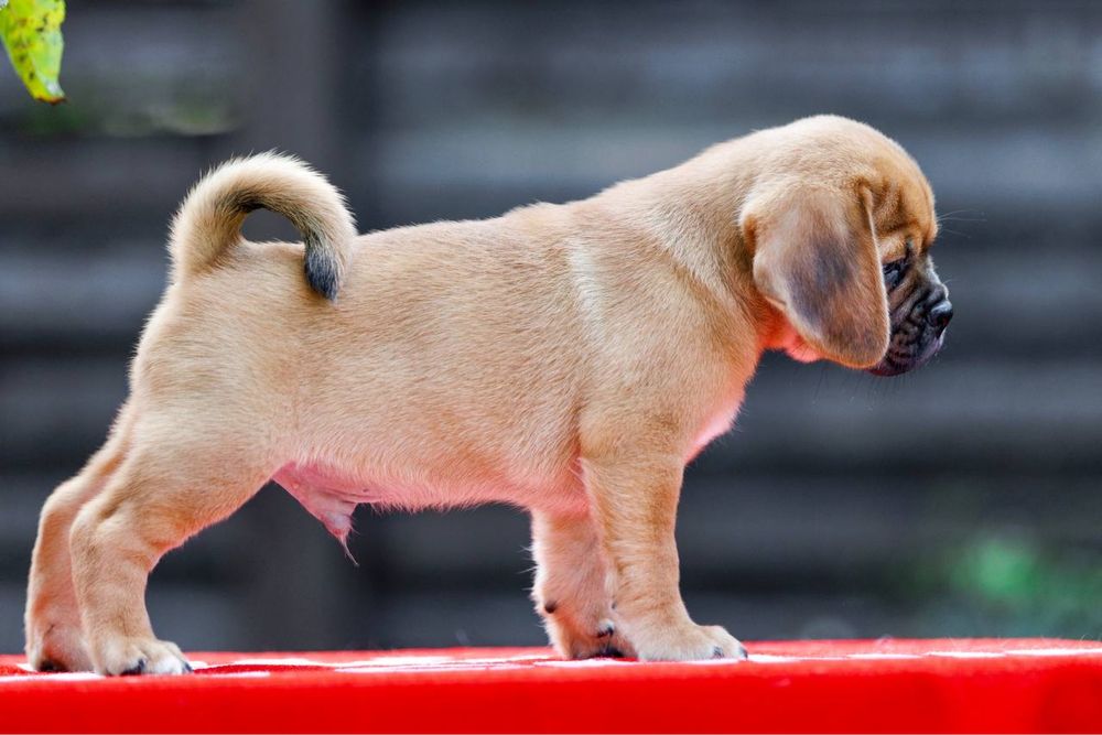 Пагль (puggle) гибрид двух пород pug (мопс) и beagle (бигль)