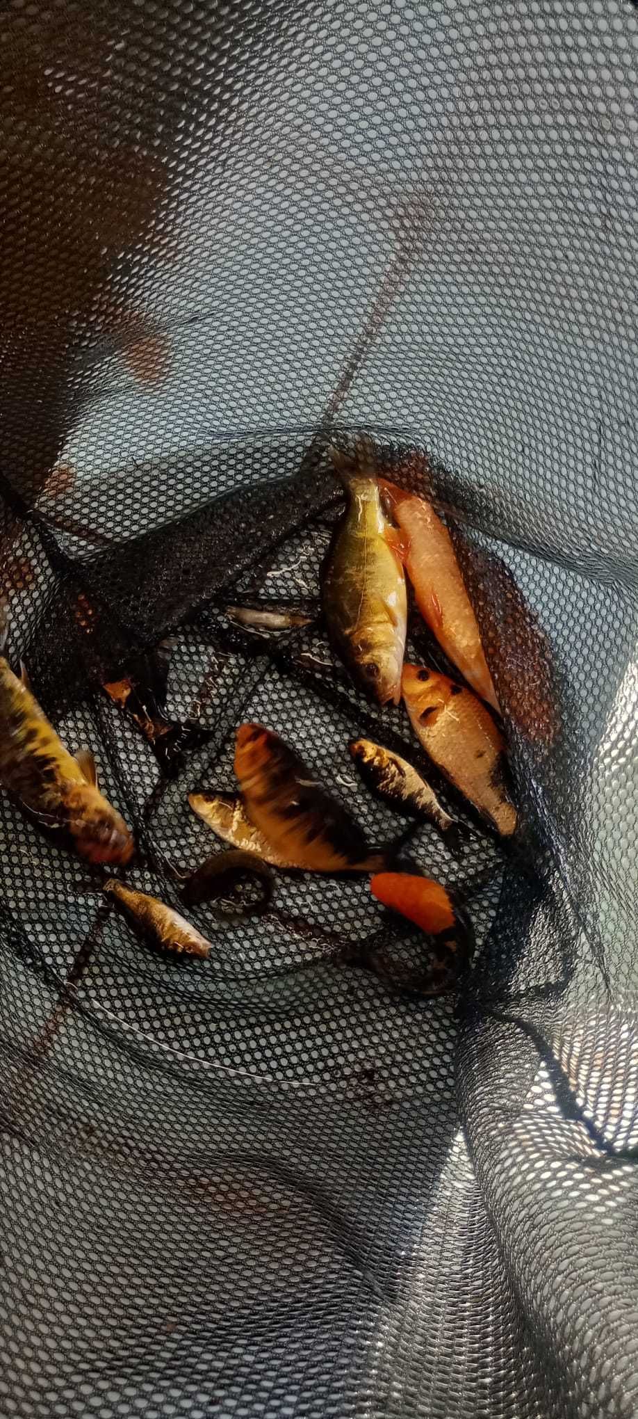 Karp, pstrąg, miętus