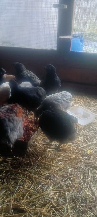 Aruakana bezogoniasta !