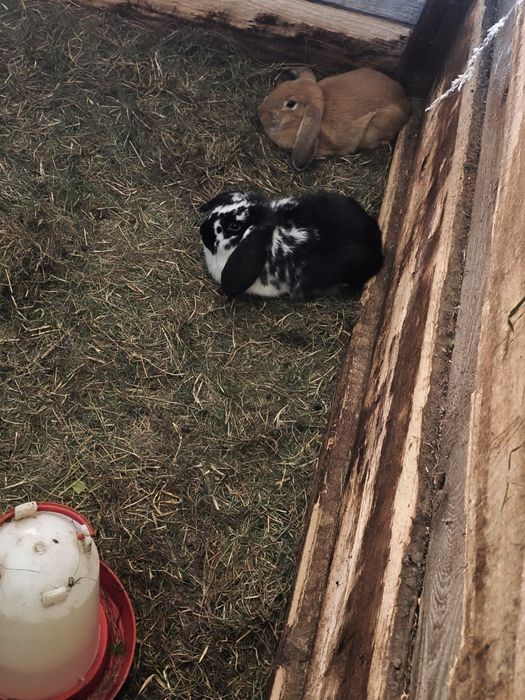 Króliki młode z własnej hodowli