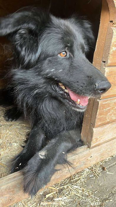 Cudny Lolek szuka domu