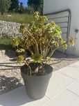 Plantas diversas