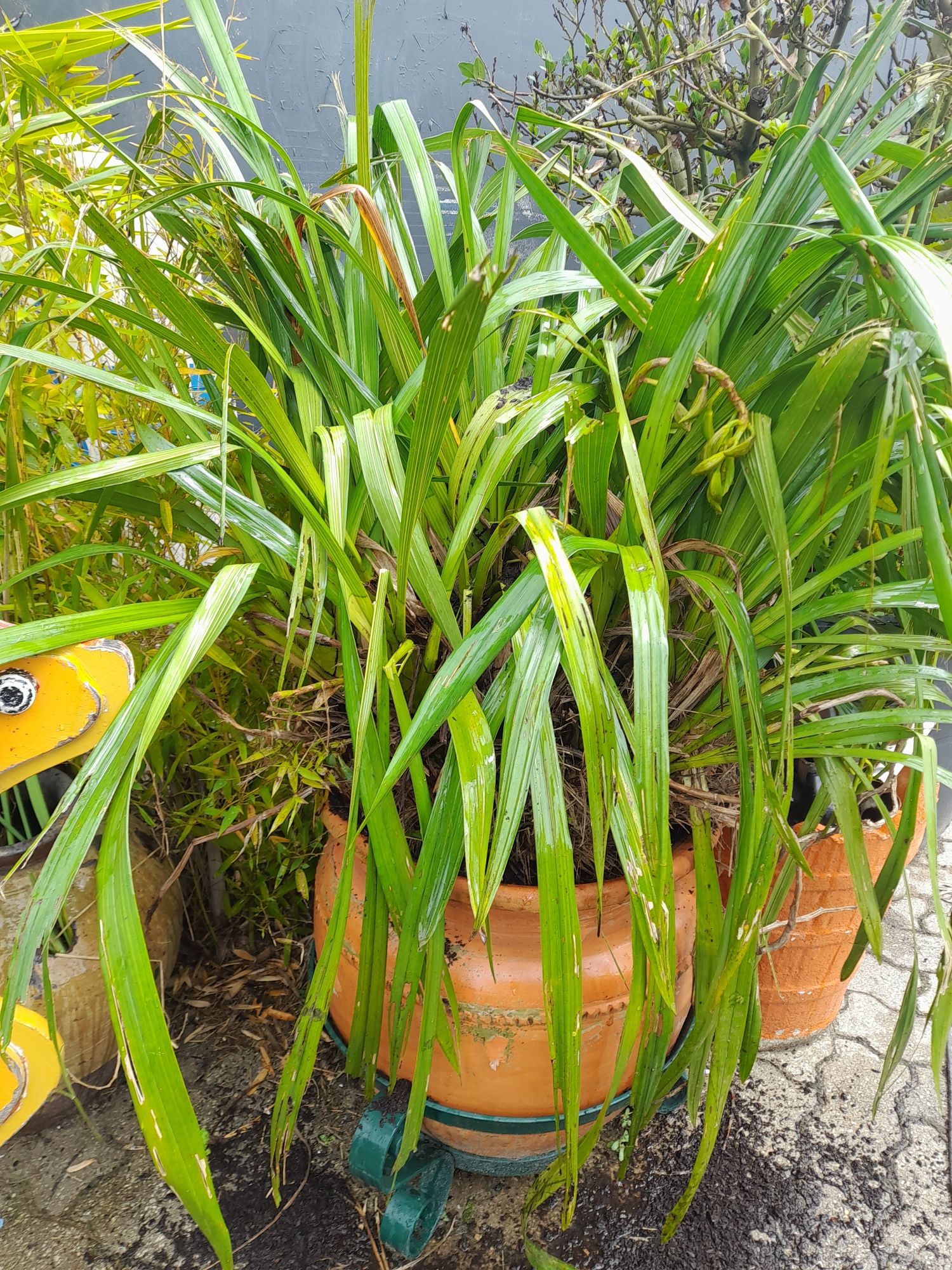 Orquídea gigante