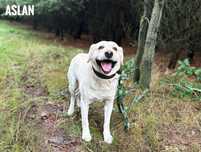 Labrador 2 letni, aktywny adopcja za darmo oddam