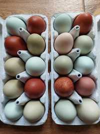 Jaja lęgowe mix kolorowe