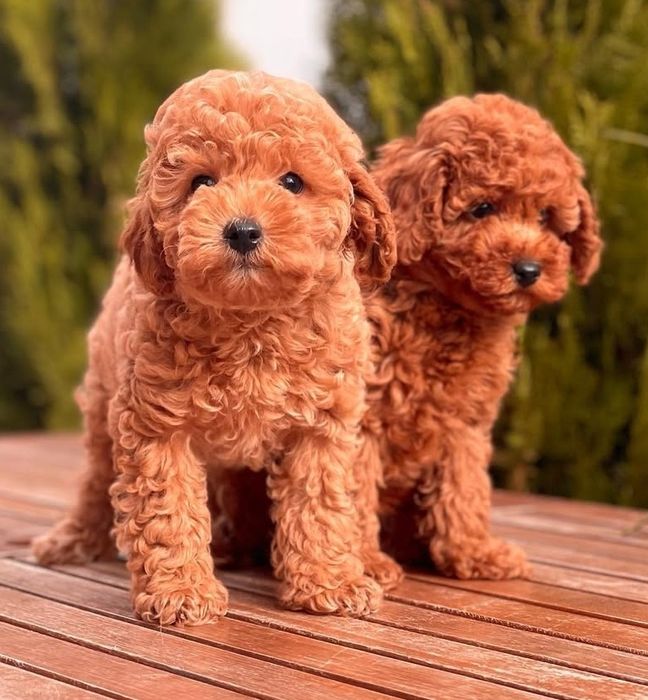 Пуделята найкращі цуценята