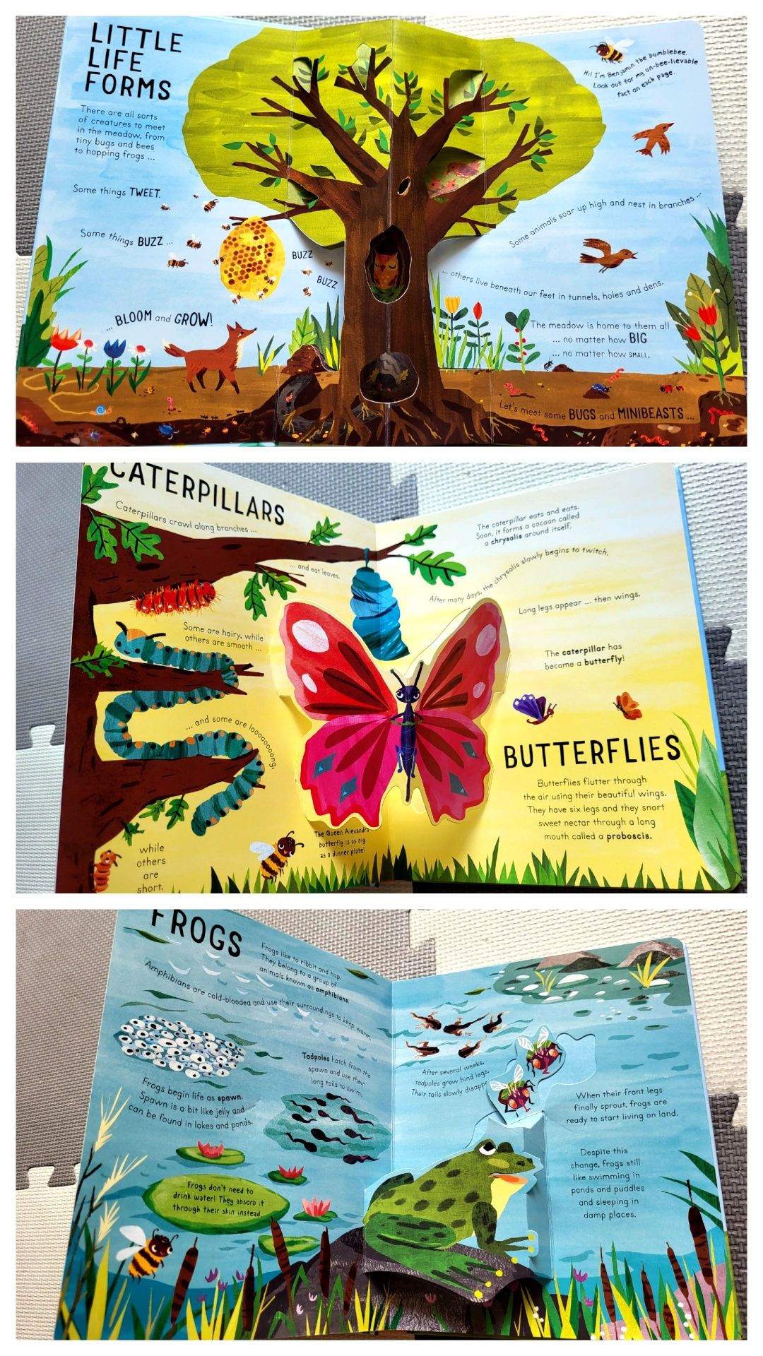 Bugs and Minibeasts Curious Kids pop-up po angielsku owady