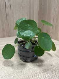 Dekoracyjna roślina: Pilea peperomioides (pieniążek)