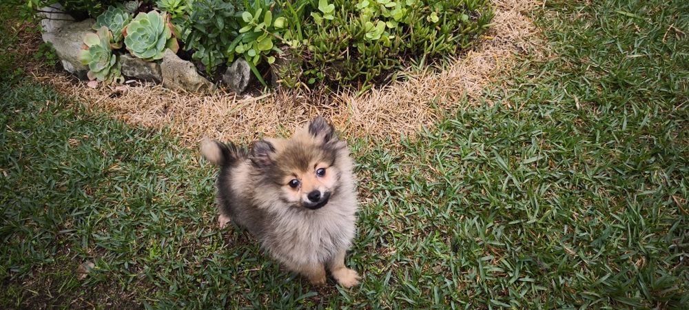 Spitz alemão anão Lulu da Pomerânia hiper miniatura criado em ambiente