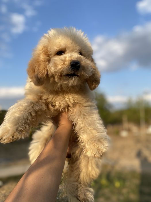 Мальтипу элитная девочка